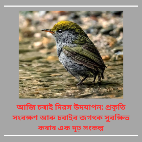 আজি চৰাই দিৱস উদযাপন: প্ৰকৃতি সংৰক্ষণ আৰু চৰাইৰ জগৎক সুৰক্ষিত কৰাৰ এক দৃঢ় সংকল্প