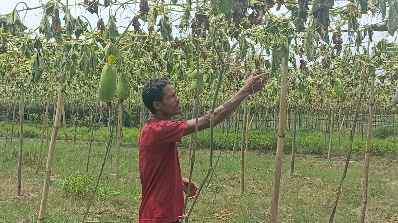 নাগ্ৰীজুলিত দুৰ্বৃত্বই কাটি তহিলং কৰিলে দুখীয়া কৃষকৰ খেতি। চকুপানীৰে বাট নেদেখা হৈছে ভুক্তভোগী কৃষক কৃষ্ণ দেৱনাথে।