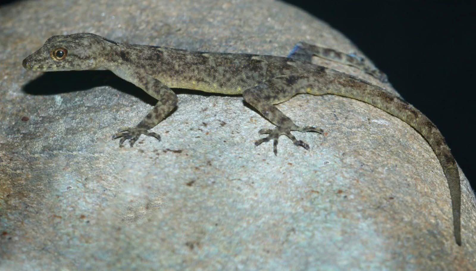 New Species of Day Gecko Discovered Along the Brahmaputra — Cnemaspis brahmaputra