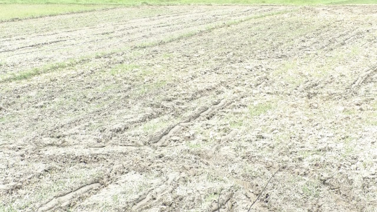 তামুলপুৰত পানীৰ অভাৱত পথাৰত ছিৰাল ফাট।।