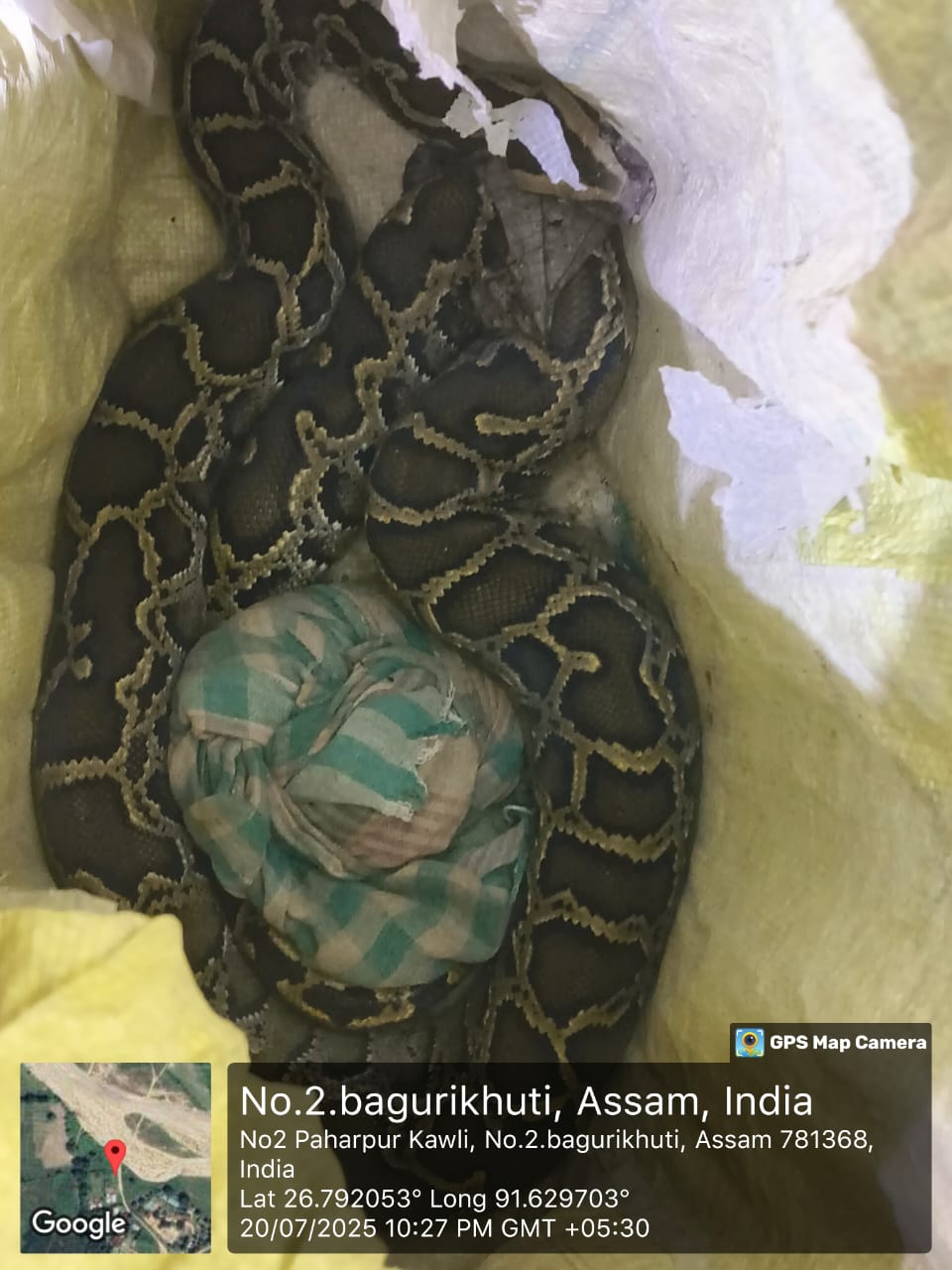 তামুলপুৰৰ বগৰীখুত অজগৰ সাপ উদ্ধাৰ ।
