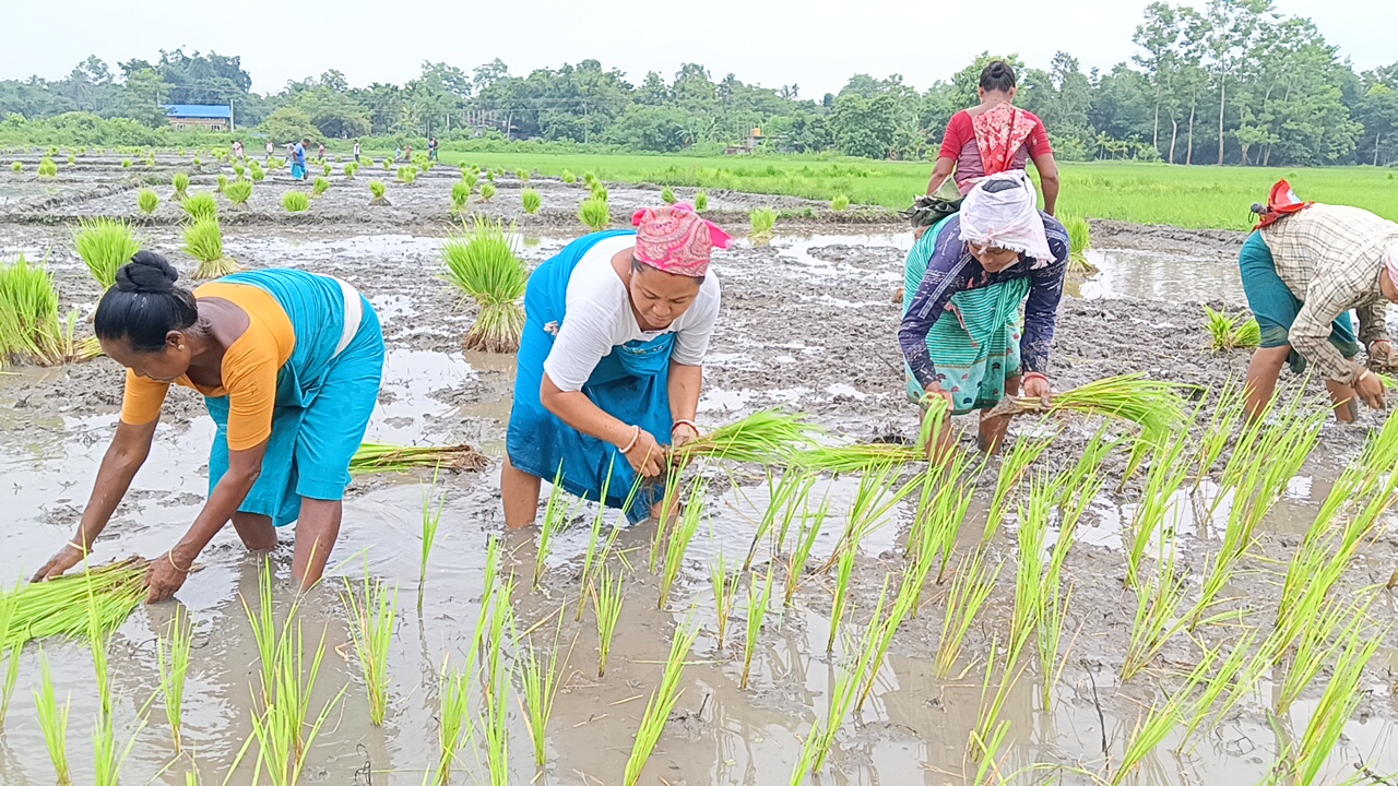 ভেৰাখাত গাঁৱত পৰম্পৰাগত কৃষি ব্যৱস্থা: অসহযোগিতাৰ বাবে আৰোপ জৰিমনা